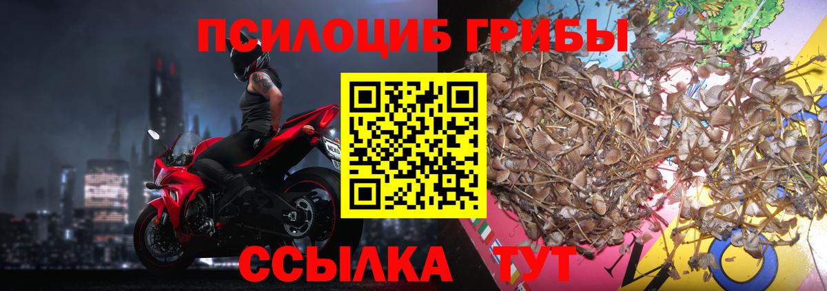Новомосковск  Галлюциногенные грибы Cubensis  закладки  Вход с VPN 